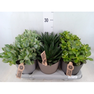 Succulents   ...