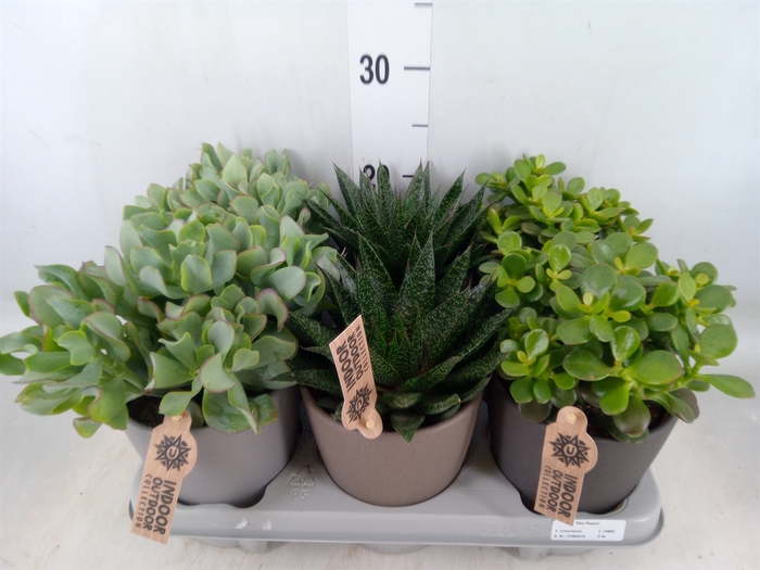 <h4>Succulents   ...</h4>
