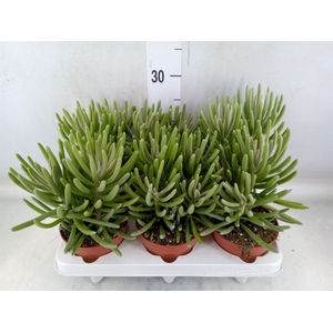 Senecio   ...