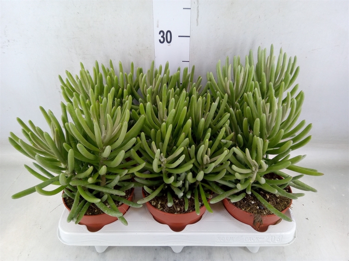 <h4>Senecio   ...</h4>