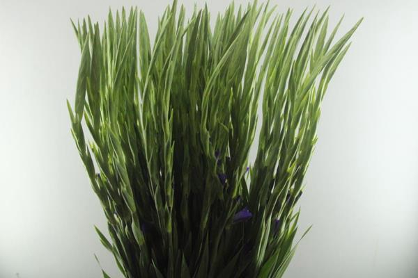 <h4>Glad Gr Sweet Blue (lavendel)</h4>