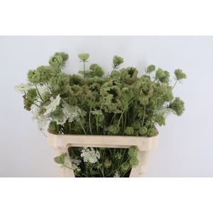 DAUCUS CAROTA DARA