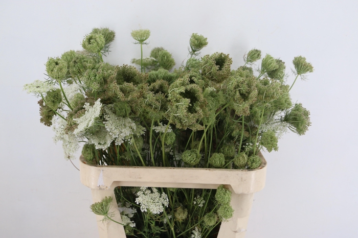 <h4>DAUCUS CAROTA DARA</h4>