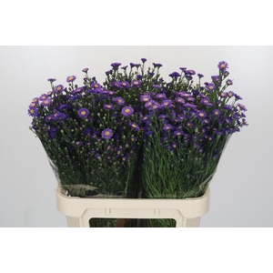 Aster Casamare