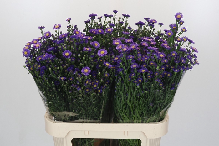 <h4>Aster Casamare</h4>