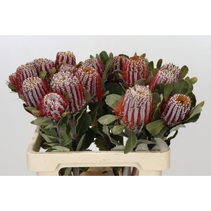 Banksia Coccinea