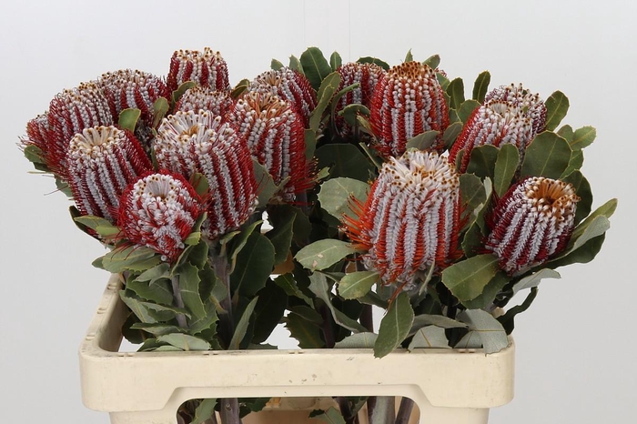 <h4>Banksia Coccinea</h4>