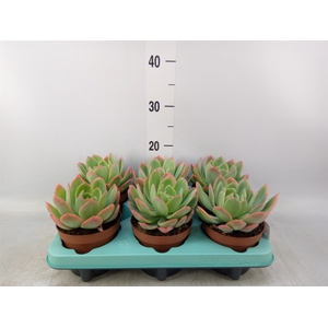 Echeveria   ...