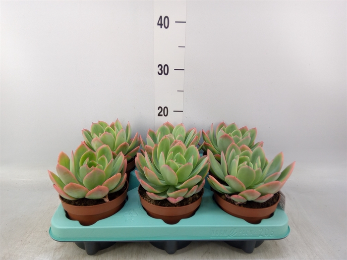 <h4>Echeveria   ...</h4>