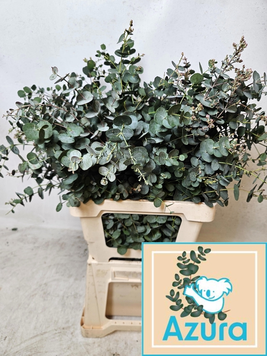 <h4>EUCA GU AZURA</h4>