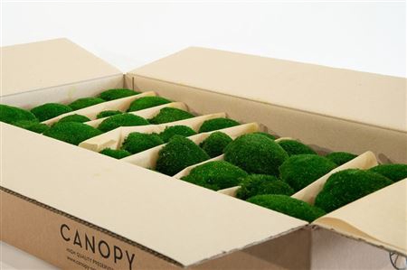 <h4>Bolmos Gepreserveerd Bulk Ca. 0.75 M2</h4>