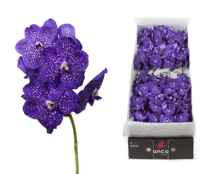 <h4>Vanda Tweed Blue</h4>