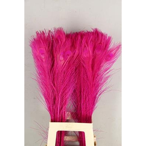 Feather Peacock Cerise 80cm