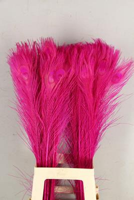 Feather Peacock Cerise 80cm