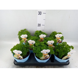 Petroselinum crispum