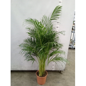 Dypsis lutescens   ...Chrysalidoca