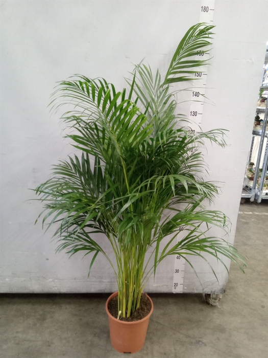 <h4>Dypsis lutescens   ...Chrysalidoca</h4>