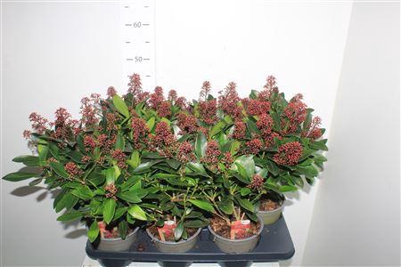 <h4>Skim J Rubella 15+</h4>