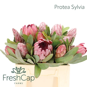 Protea Sylvia