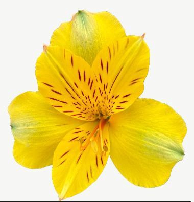 <h4>Alstr Copacabana</h4>