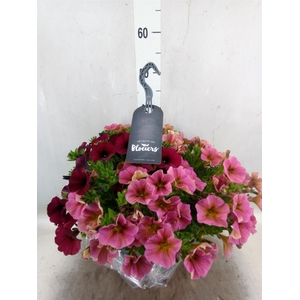 xPetchoa  'BeautiCal'   ...mix pot