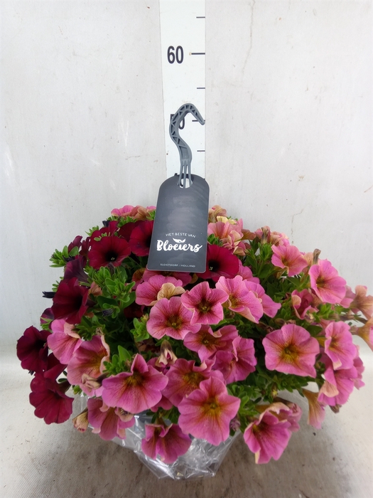 <h4>xPetchoa  'BeautiCal'   ...mix pot</h4>
