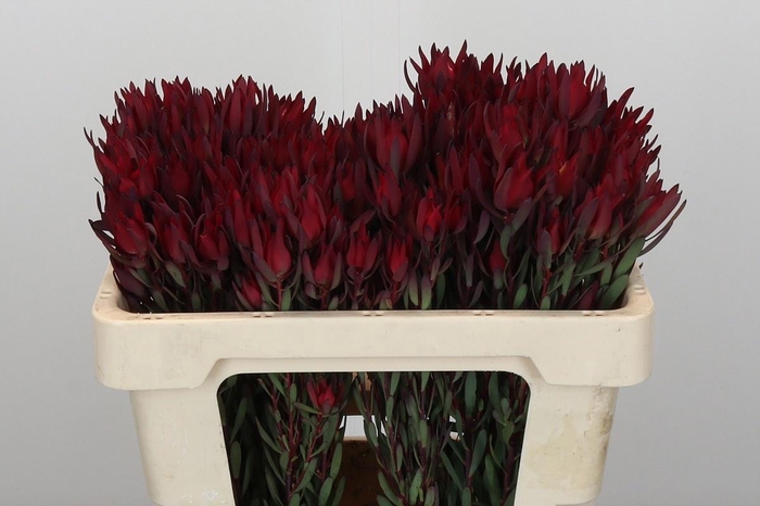 <h4>LEUCAD SAL BLUSH</h4>