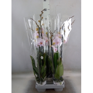 Phalaenopsis  'Manta Ambon'