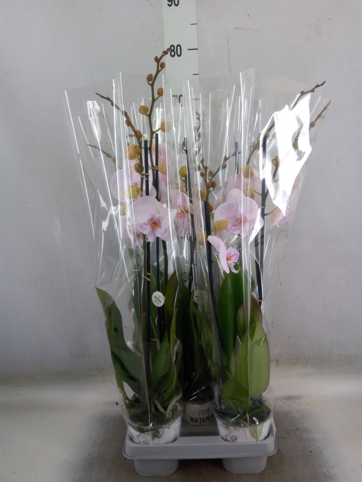 <h4>Phalaenopsis  'Manta Ambon'</h4>