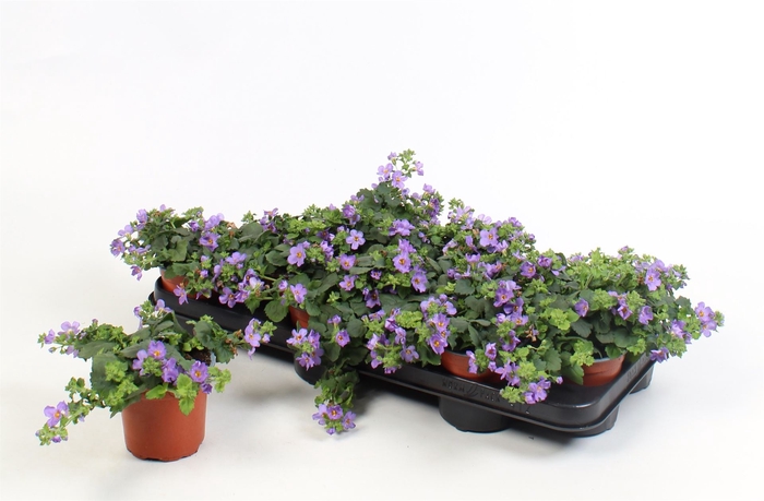 <h4>Sutera  'Blue Showers'</h4>
