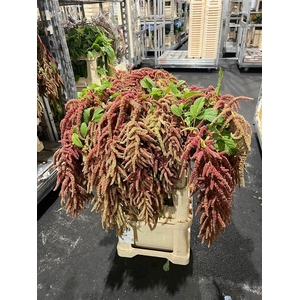 Amar Ca Coral Fountain Vertakt