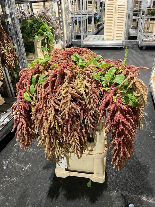 <h4>Amar Ca Coral Fountain Vertakt</h4>