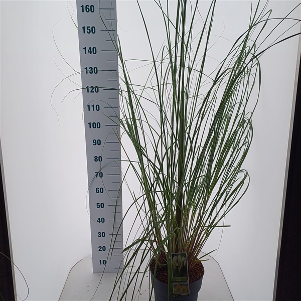 <h4>Cortaderia selloana 'Pumila'</h4>