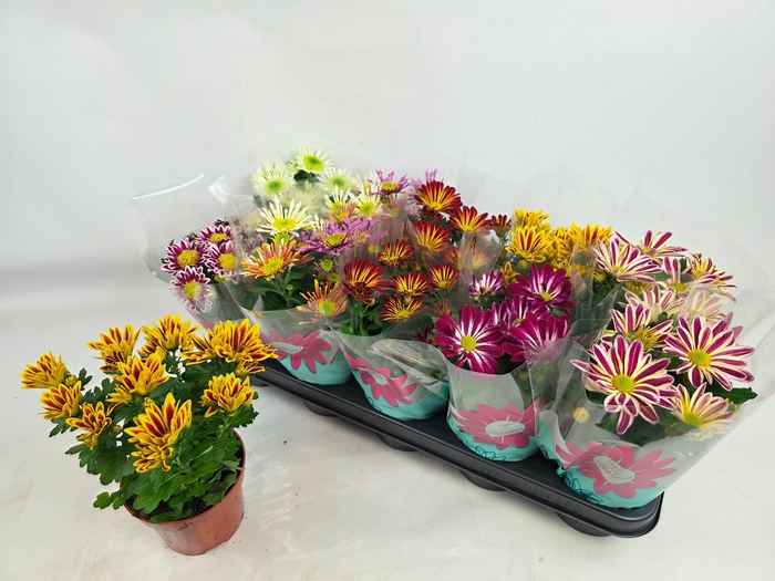 <h4>CHRYS GEM 7 KL</h4>