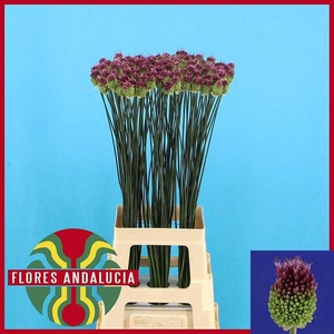 ALLIUM SPHAEROCEPHAL