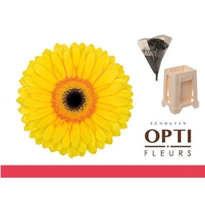 Gerbera Apollo Water