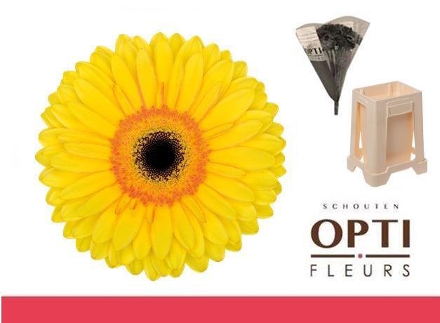 <h4>Gerbera Apollo Water</h4>