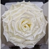 Ro Pres Xl Creme