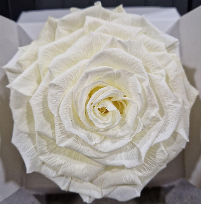 Ro Pres Xl Creme