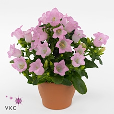 Campanula medium 'Pink'