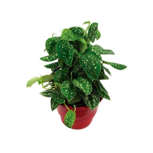 SCINDAPSUS ARGYRAEUS C21