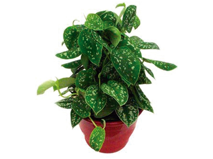 <h4>SCINDAPSUS ARGYRAEUS C21</h4>