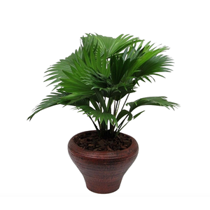 Livistona rotundifolia hoedje bruin met schors