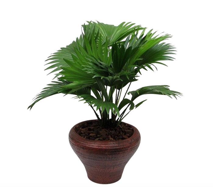 <h4>Livistona rotundifolia hoedje bruin met schors</h4>