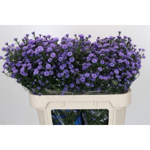 Aster Baby Blue