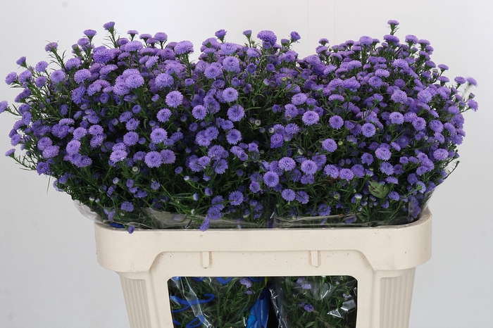 Aster Baby Blue