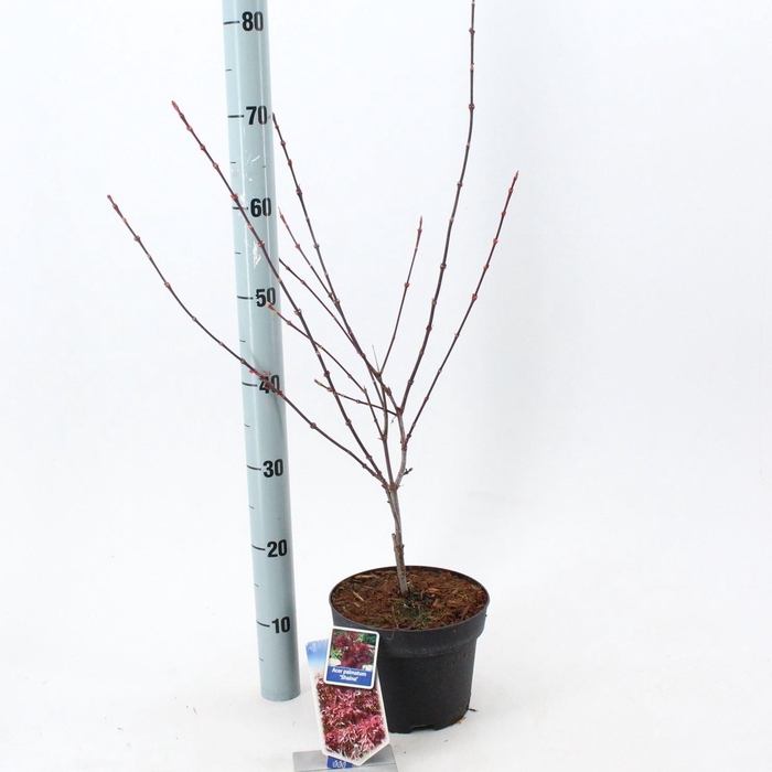 <h4>Acer palmatum Shaina</h4>