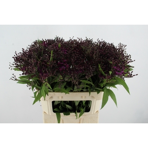 VERNONIA CRINITA