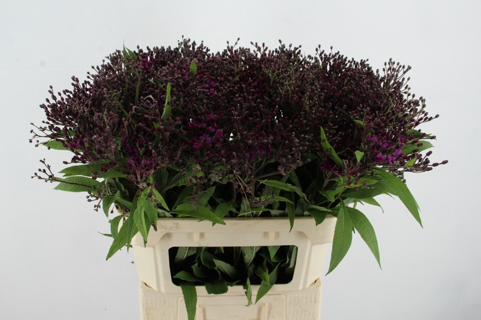 <h4>VERNONIA CRINITA</h4>