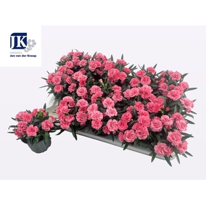 DIAN OSC PINK